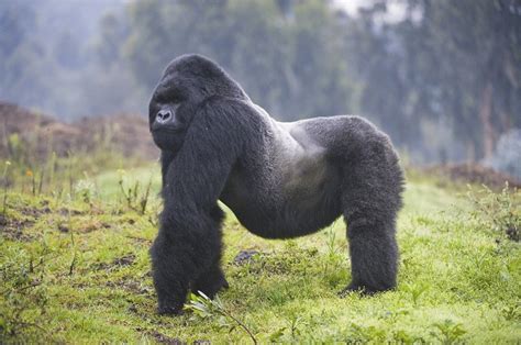 Goril özellikleri